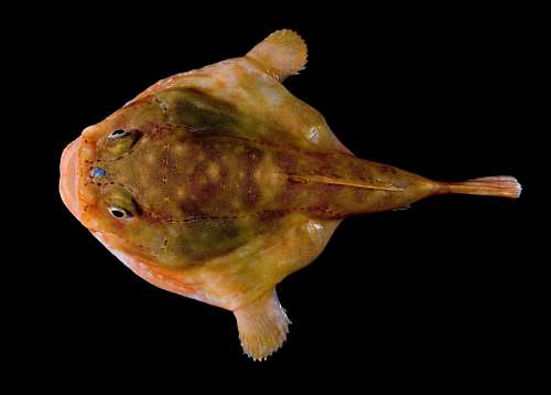 profundidade Peixe