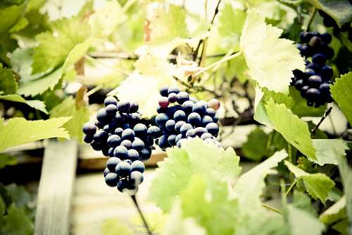 uva Uvas