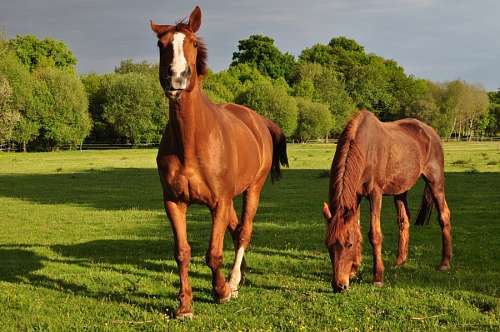 dois animais cavalo, cavalos, animal, animais, marrom, campo