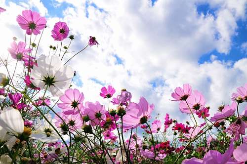flor, flores, natureza, primavera, paisagem, jardim