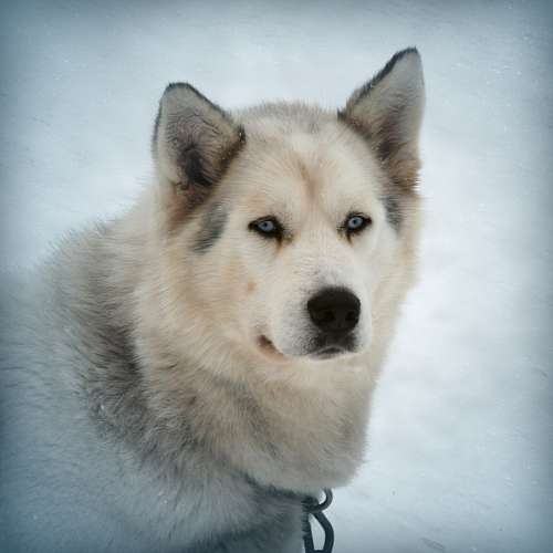 Cão na neve