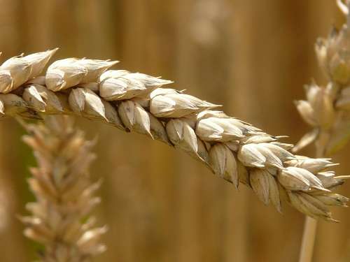 graos e cereais Espiga de trigo