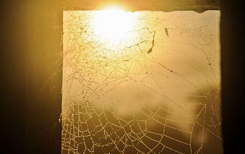 teia de aranha teia de aranha
