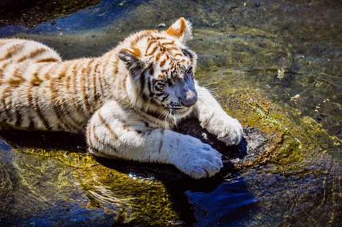 solitario Tigre de Bengala branco descansando ao sol