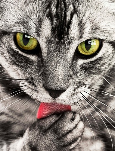 gatinho gato de bebe Olhar intenso de gato lambendo