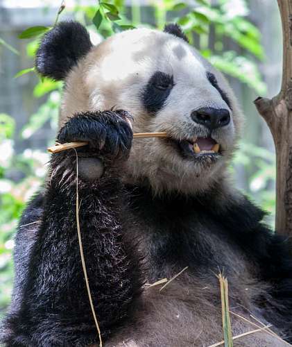 urso, animal, panda, concurso, madeira, mordida, mordida
