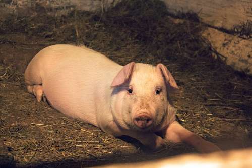 cerdas Porco