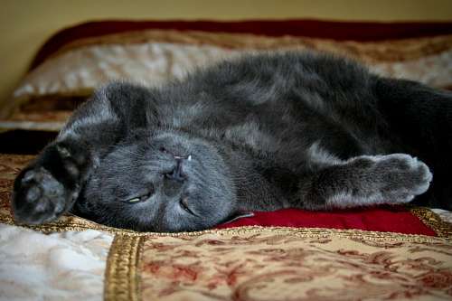 sonhar acordado Gato com sonho