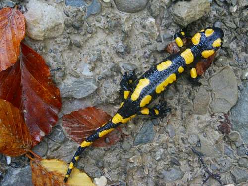 lagarto Salamandra