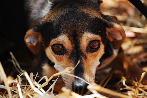 Cão temeroso encarando