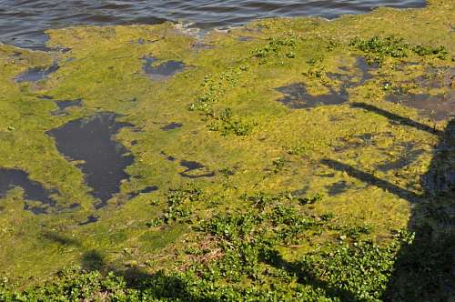 Lago Verdin