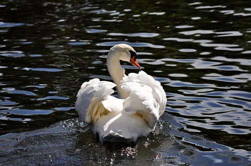cisne