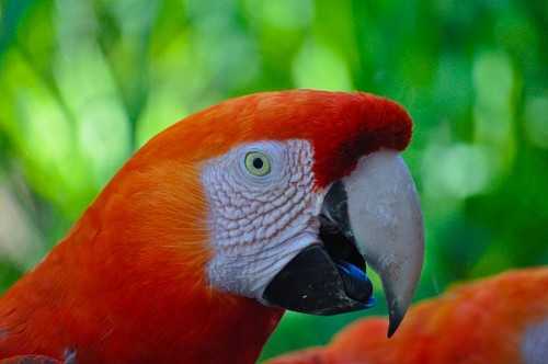 Perfil de arara vermelha