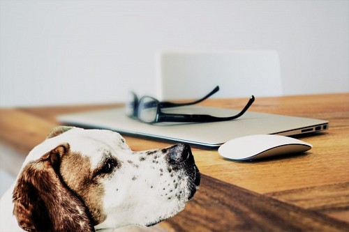 agradavel Cão acompanhando no trabalho