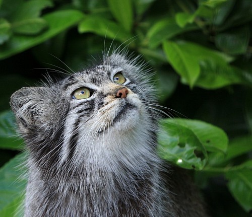 gatinho gato de bebe Wildcat assistindo a natureza