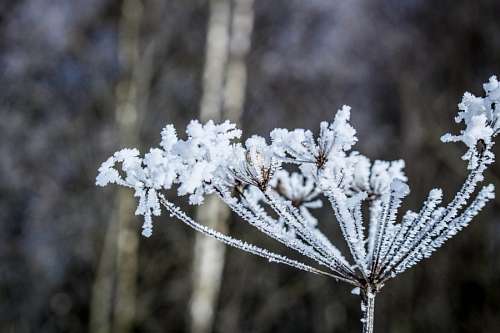 Ice