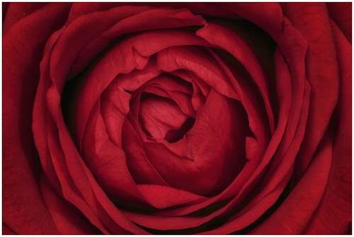 fragrancia Rosa vermelha