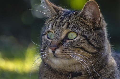 Sorria e picardia felina