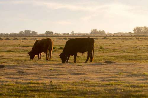 Vacas pastando no campo ao pôr do sol