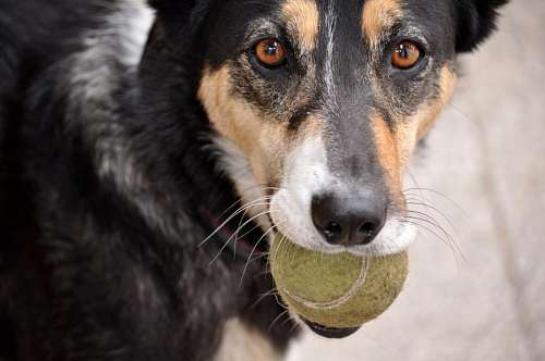Cachorro brincando com bola