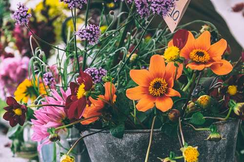 Flores