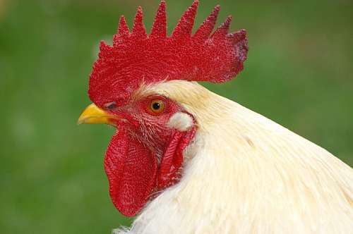 hahnen Galo