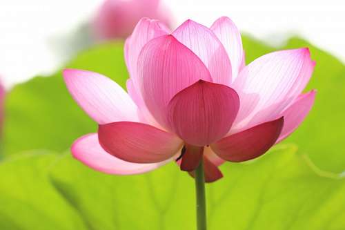 Flor rosa
