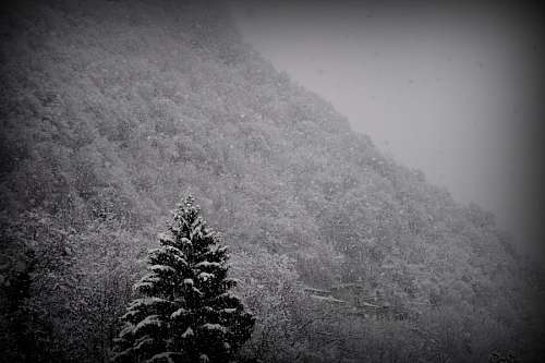 montanhas nevadas preto e branco, montanha, neve, inverno, pinho, pa