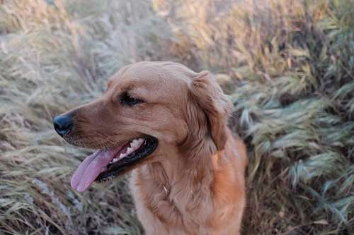 retriever dourado Retriever dourado