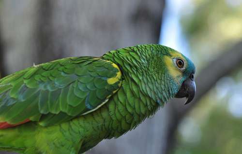 papagaio Papagaio