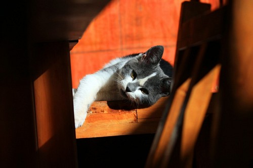 gato enrugado Tomando uma ruptura do gato