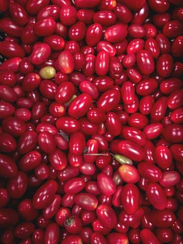Tomates cereja