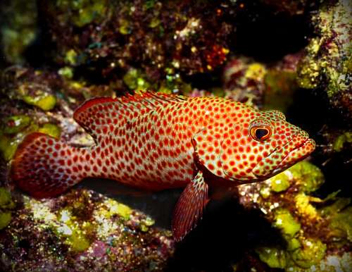 Peixes tropicais