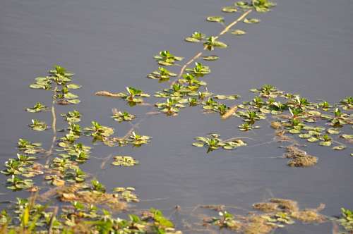 Plantas no lago