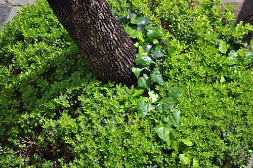 Jardim Tronco