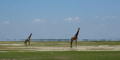 dois animais Girafa