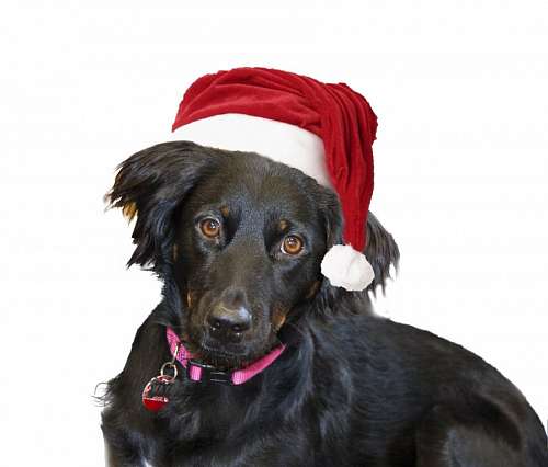 Cão natal