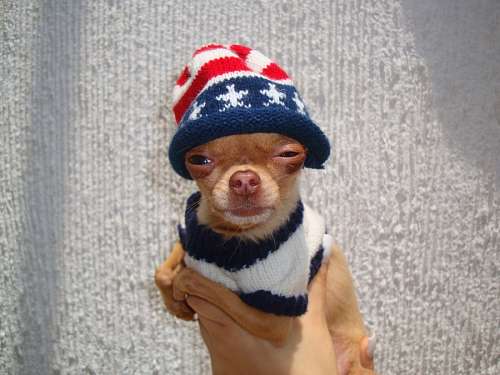 Chihuahua