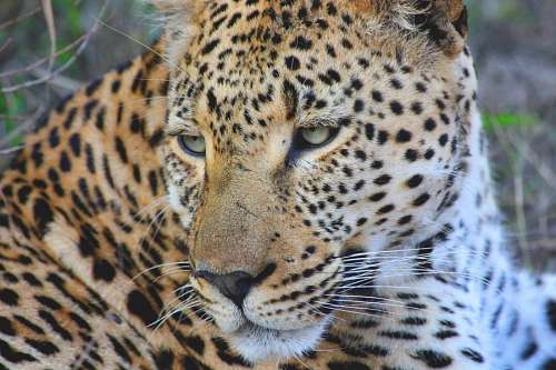 leopardo Leopardo