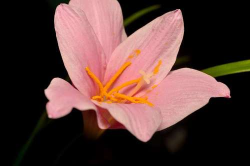 Flor de lírio com fundo preto
