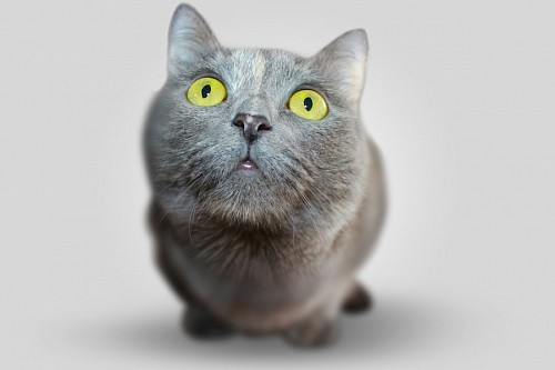 papeis de parede 4k Close-up de gato surpreso