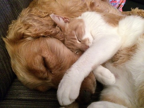 filhote de gato Imagens de gatinhos e filhotes fofos