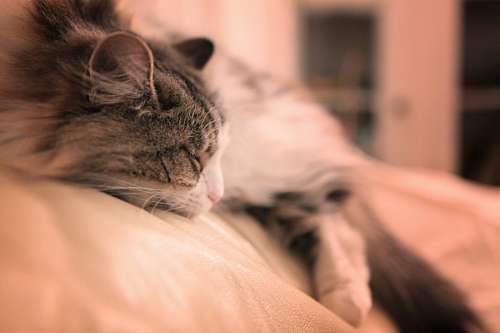 Gato descansando