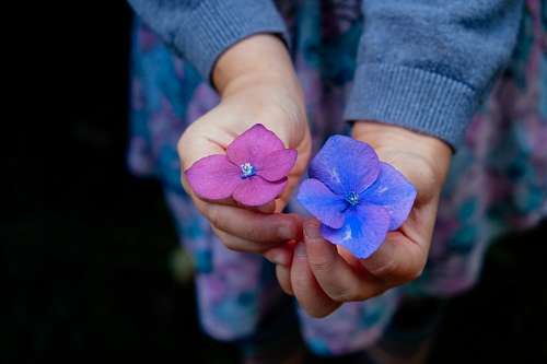 Flores
