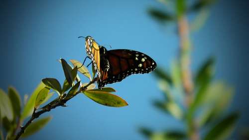 mariposas Borboletas
