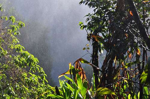 Selva