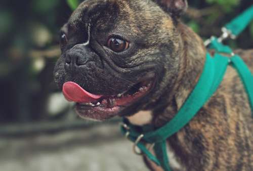 Buldogue francês