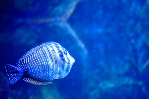 Peixe no aquário
