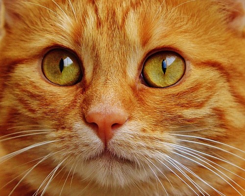 Close-up de intenso olhar felino