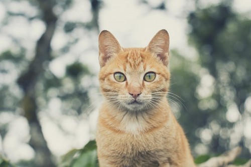 Close-up, com, dourado, gato, bokeh, efeito